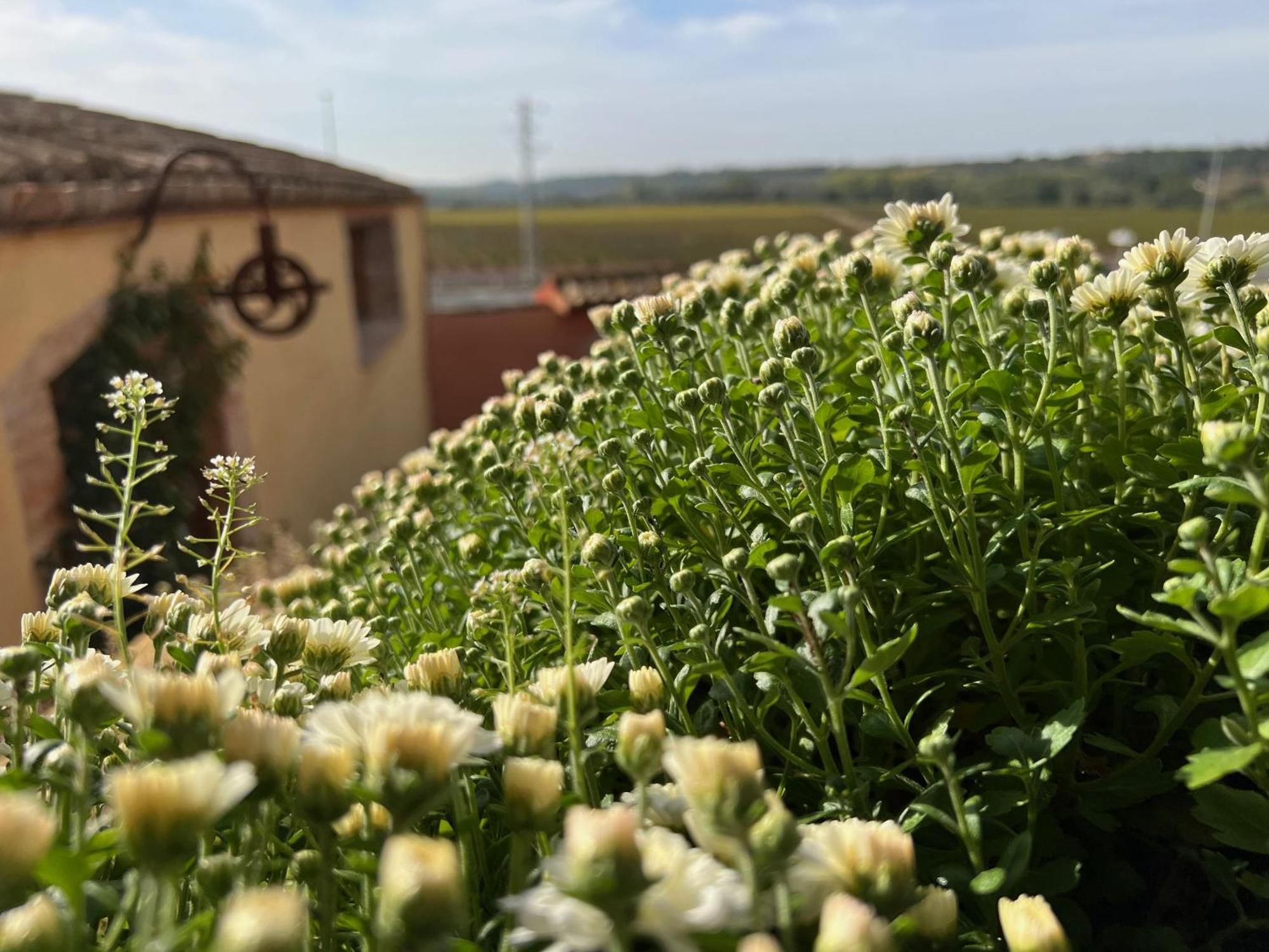 Les Vinyes Rural Boutique & Vilardida